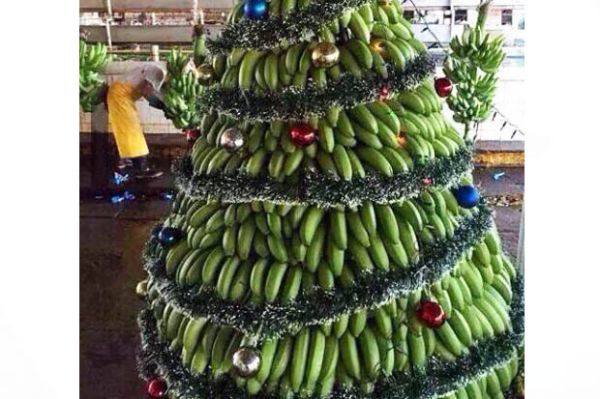 christmas-tree-banana di India (cammy-marketing.s3.amazonaws.com) 2