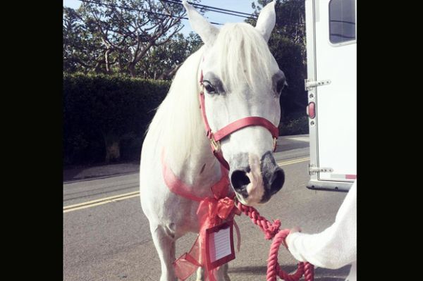 Kuda putih baru Lady Gaga (Instagram)