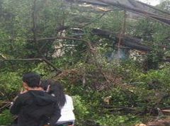 Pohon tumbang di Jakarta belum dibersihkan