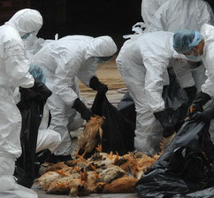 Warga Jakarta tewas diduga karena flu burung
