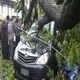 Dinas Pertamanan DKI antisipasi pohon tumbang