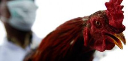 Virus flu burung di Indonesia tak bermutasi