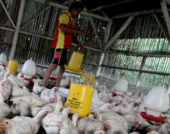 12 ekor ayam diduga flu burung dites darah