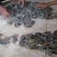Sarang burung walet Rp300 juta dimusnahkan