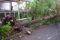 Pohon tumbang timpa rumah di Jakarta Pusat