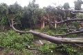 Pohon tumbang rusak sekolah