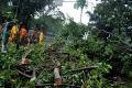 81 pohon tumbang akibat angin kencang di Jakarta
