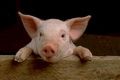 Polisi selidik sepatu berkulit babi berlabel halal