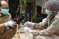 Pemkot Tangerang minta Distanak waspadai flu unggas China