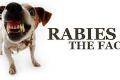 24 hewan penyebar rabies diamankan dari pemukiman warga