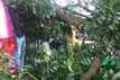 4 rumah dan 2 toko hancur dihantam pohon angsana