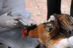 Bekasi waspada virus flu burung