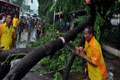 Antisipasi pohon tumbang 530 pohon dirapikan