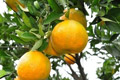 Warga Kebon Jeruk akan diwajibkan tanam jeruk