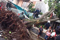 Pohon kapuk di Depok tumbang, 2 rumah tertimpa