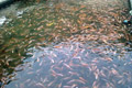 Bangun balai benih ikan, Pemkot Depok gelontorkan Rp1,6 M