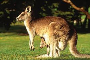 Sejumlah kanguru di Ragunan mati tanpa sebab