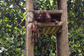 Orangutan di Ragunan gantung diri