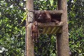Soal orangutan tewas, pengelola TMR pilih bungkam