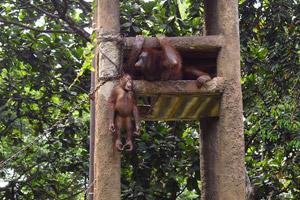 Orangutan gantung diri, pengelola Ragunan patut disalahkan