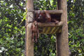 Kematian orangutan, alokasi kandang kurang baik