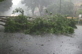 Kini jalan protokol Jakarta Barat bebas pohon tumbang