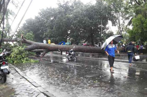 Hujan angin, 2 pohon tumbang di Jaksel