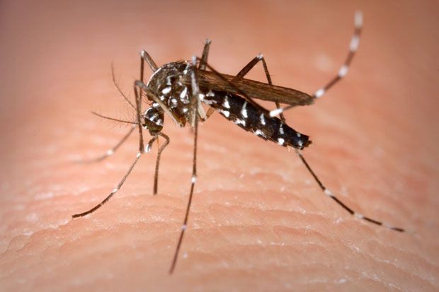 13 warga Semanan terjangkit Chikungunya