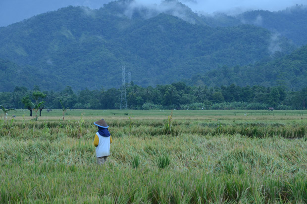 Ribuan Hektare Padi di Bekasi Terancam Puso