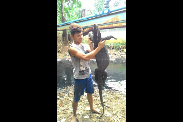 Warga Tangkap Biawak Raksasa di Kali Cipinang