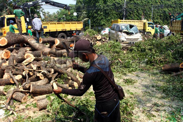 Penyebab Pohon Tumbang di Masjid Sunda Kelapa