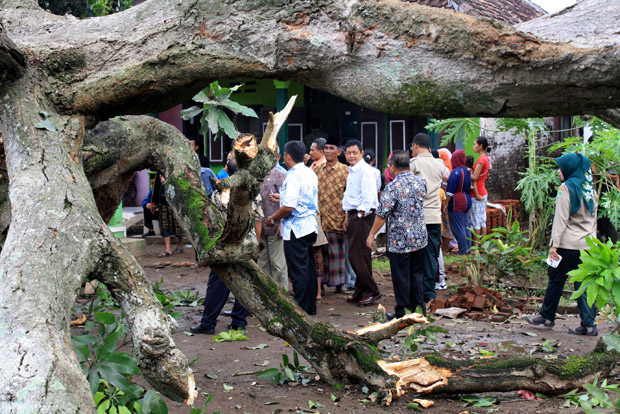 Hujan Angin, 18 Pohon Raksasa di Bogor Bertumbangan