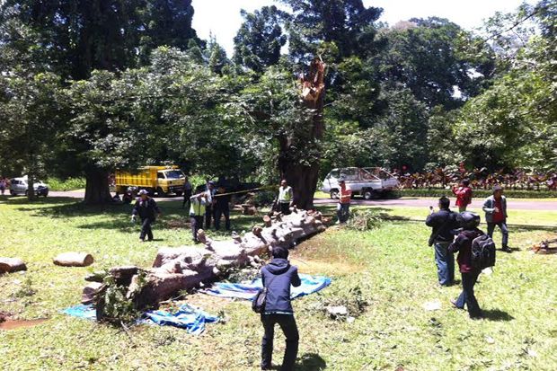 Korban Tewas Pohon Maut Kebon Raya Bogor Bertambah