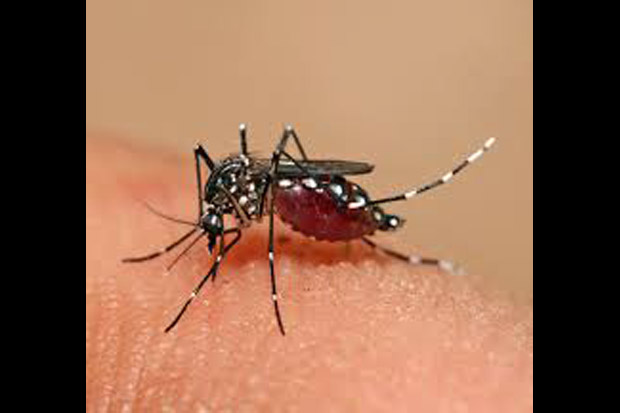 Dua Warga Depok jadi Korban Keganasan Nyamuk Aedes Aegypti