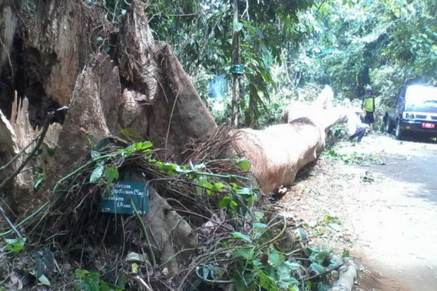 Pohon Angsana Setinggi 15 Meter Tumbang, Avanza Ringsek