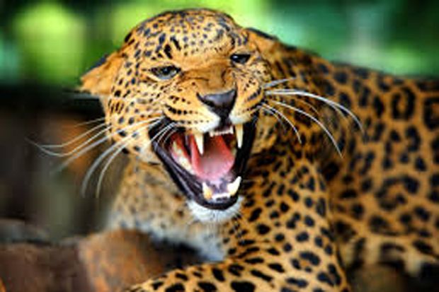 Tambah Koleksi Satwa, Bayi Jaguar Lahir di TSI