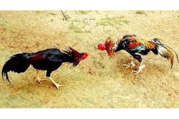 TNI dan Polri Gerebek Perjudian Sabung Ayam di Depok