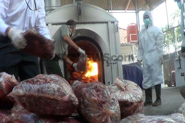 Ratusan Kilogram Daging Celeng Asal Sumatera Dimusnahkan