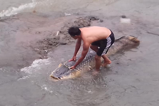 Ikan Berukuran Dua Meter Ditemukan Terdampar di Sungai Ciliwung