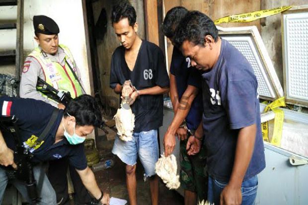 Polisi Gerebek Gudang Peredaran Ayam Tiren di Jakarta