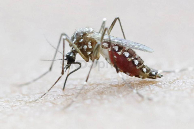 Virus Zika Belum Terdeteksi di Jakarta