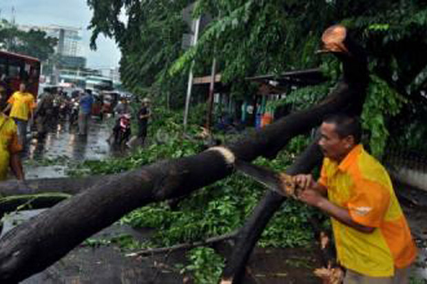 Pohon Tumbang, Akses Depok - Cibinong Tersendat