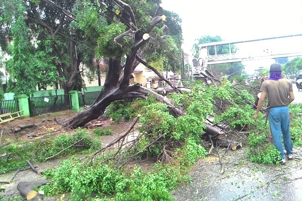 Hujan Deras, Dua Pohon Tumbang di Citayam