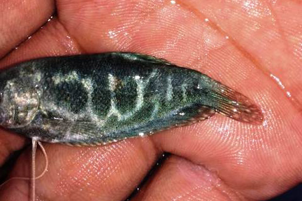 Subhanallah, Ikan Berlafaz Allah Ditemukan di Bogor