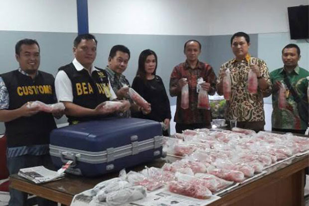 Bea Cukai Soekarno Hatta Ciduk Penyelundup 40.000 Benih Lobster