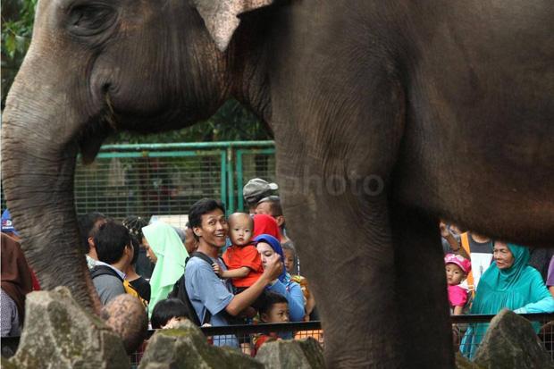 Puncak Kunjungan, 135.395 Wisatawan Padati Kebun Binatang Ragunan