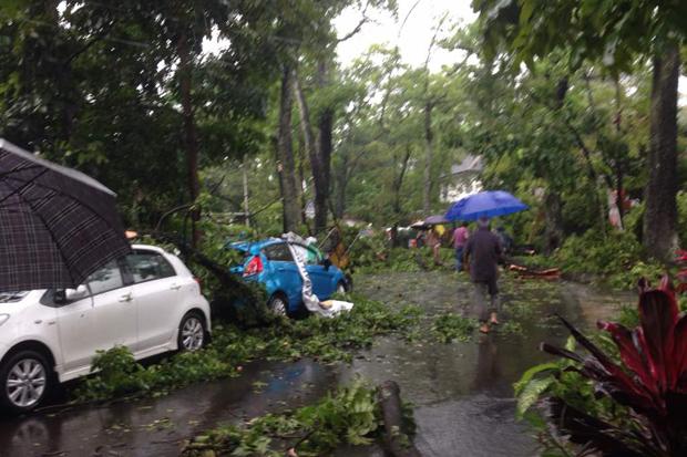 Diguyur Hujan Deras, Sejumlah Pohon di Jakarta Tumbang