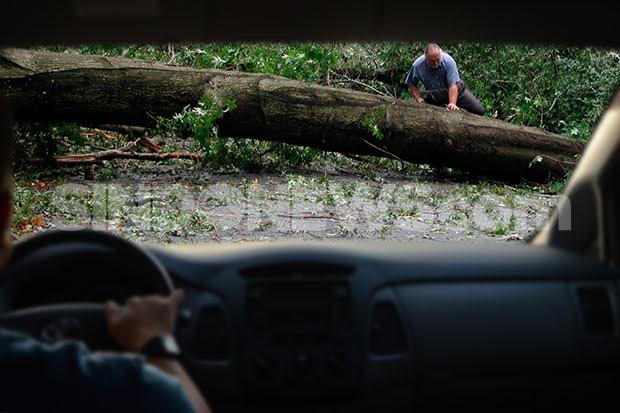 Satu Mobil Ringsek Tertimpa Pohon Tumbang di Depok