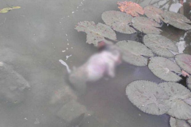 Warga Geger Temukan Bayi Masih Terlilit Tali Pusar di Kali Pesanggrahan