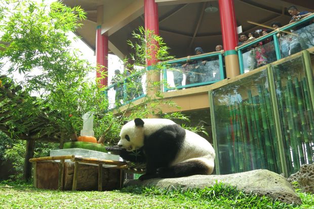 Rayakan Kedatangan Panda, Ribuan Pengunjung Padati TSI Cisarua